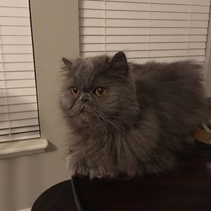 Meet your Posher, Marcia